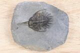 Impressive, Spiny Psychopyge Trilobite - Morocco #381165-3